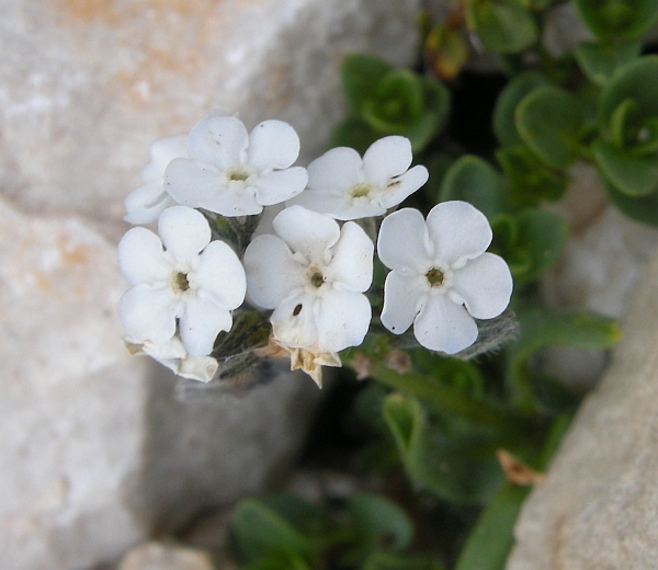 Myosotis sp.